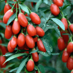 Goji Berry [ Faz mesmo Emagrecer? ]